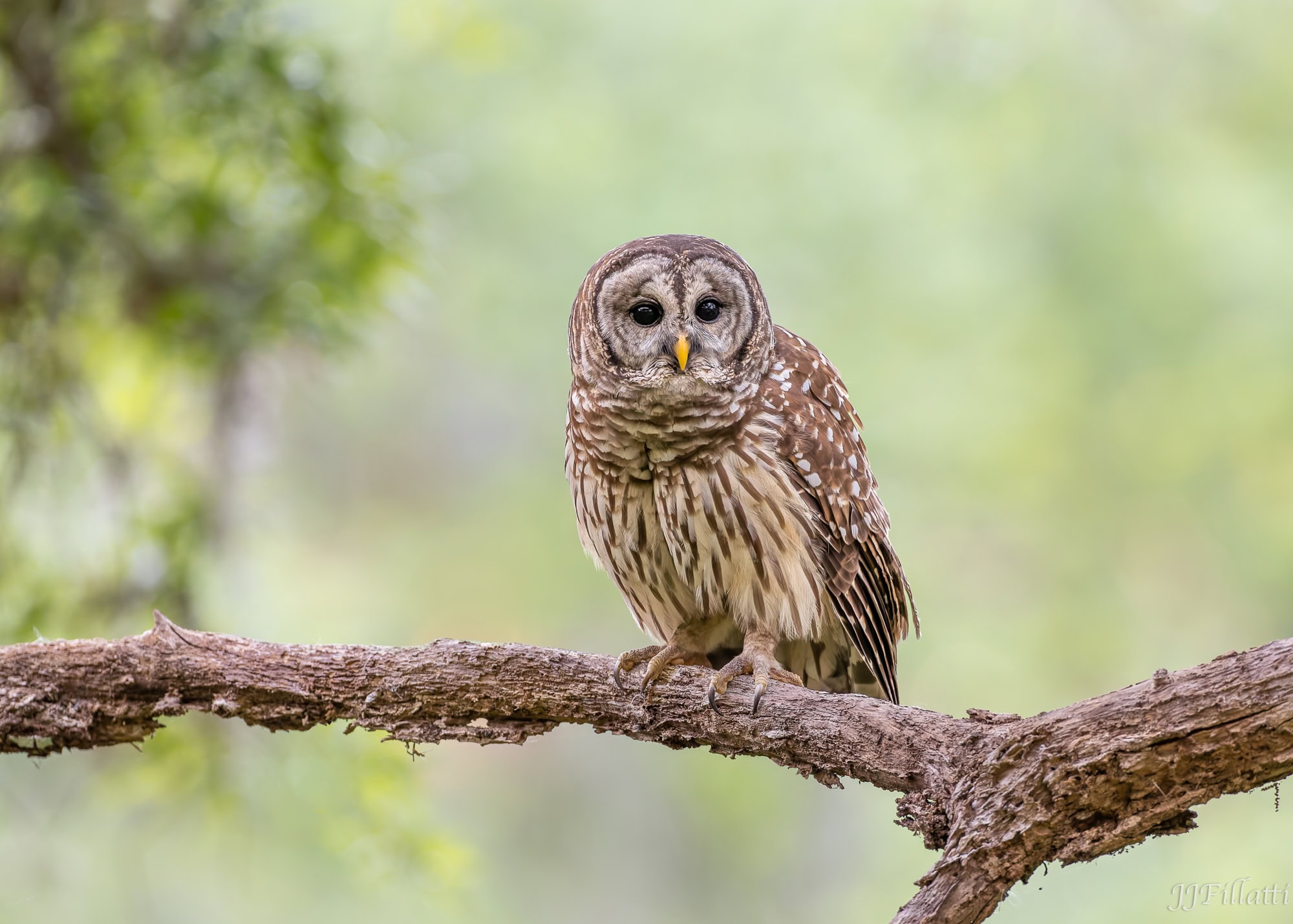 bird of florida image 19